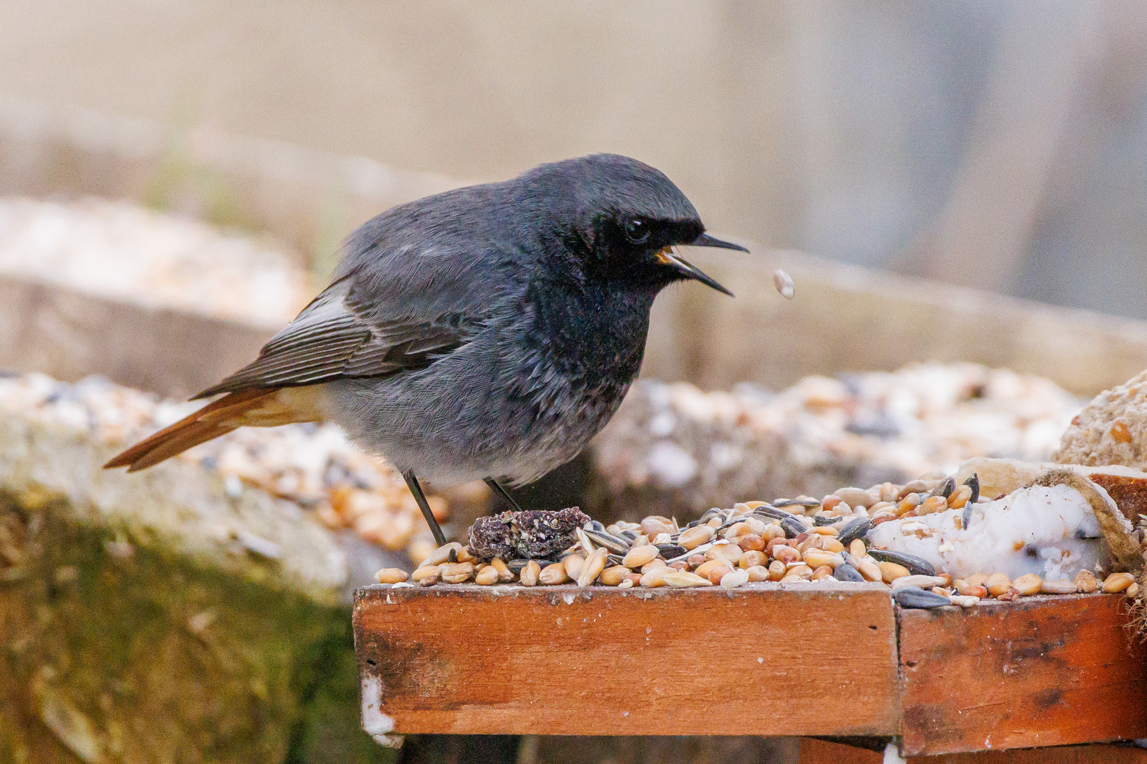 Vogel beim Futtern