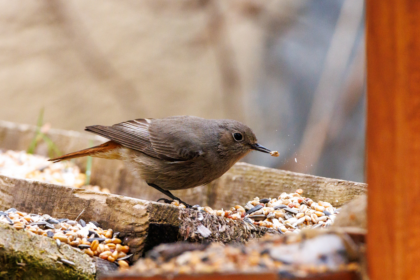 Vogel beim Futtern