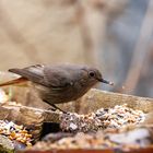 Vogel beim Futtern