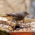 Vogel beim Futtern