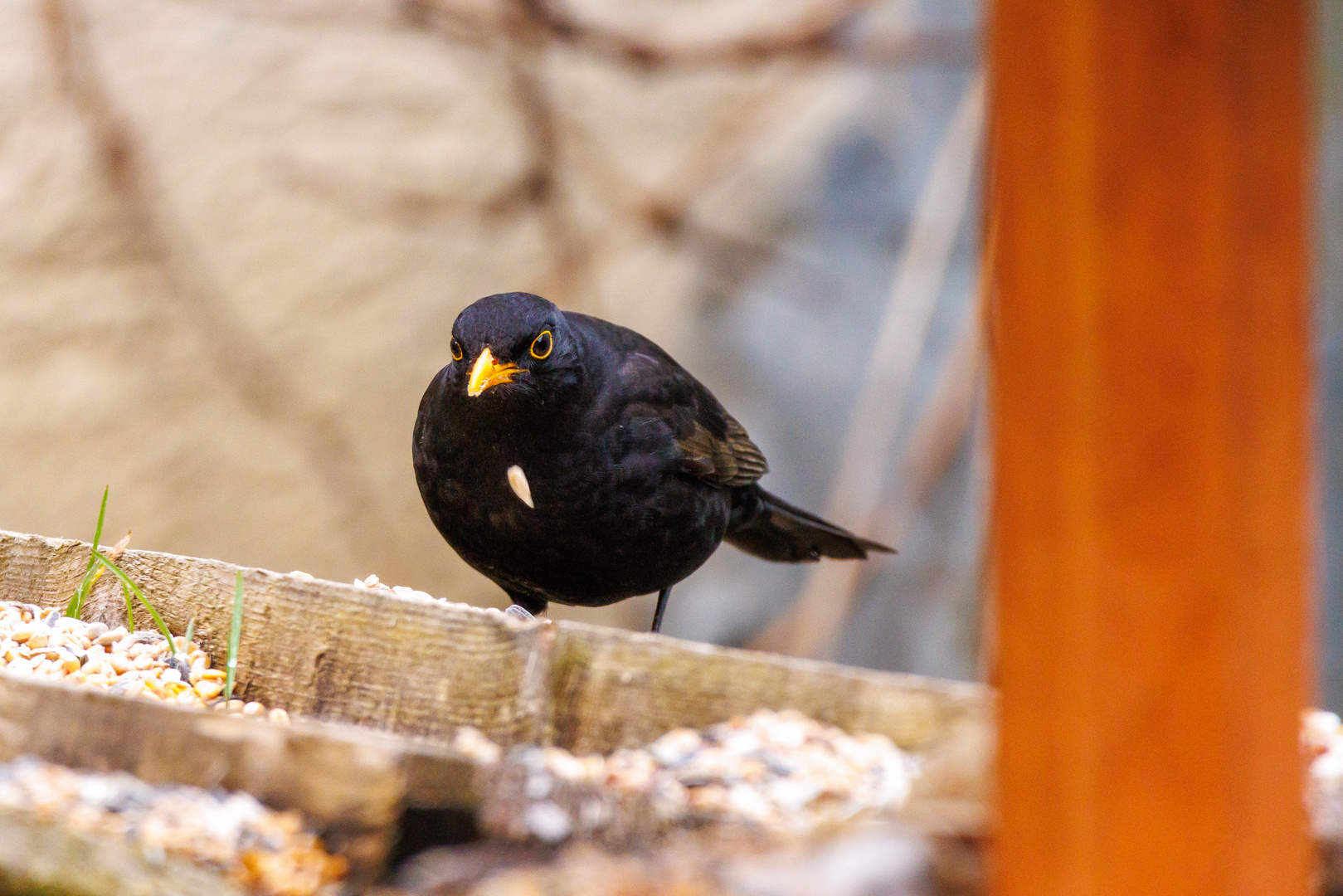 Vogel beim Futtern