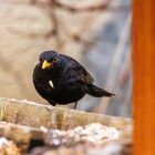 Vogel beim Futtern