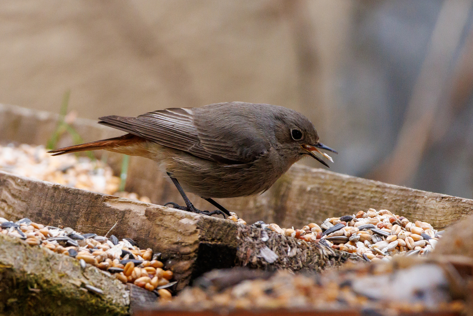 Vogel beim Futtern