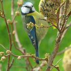 Vogel beim Knappern erwischt