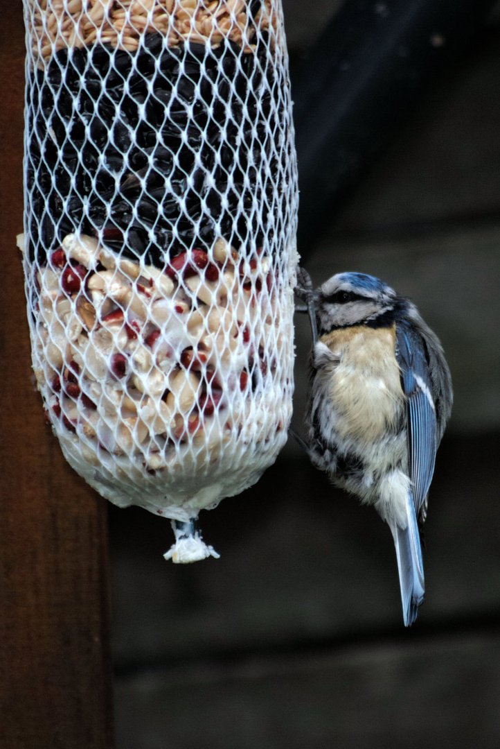 Vogel beim Mittagessen, ob das reicht?