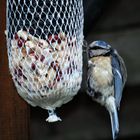 Vogel beim Mittagessen, ob das reicht?