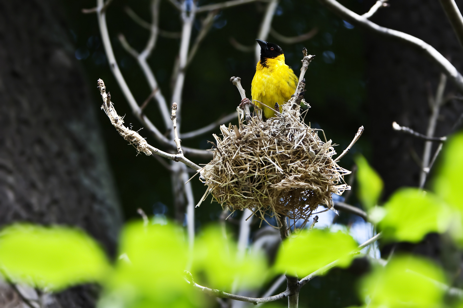 Vogel beim Nestbau