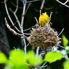 Vogel beim Nestbau