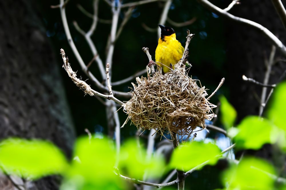 Vogel beim Nestbau