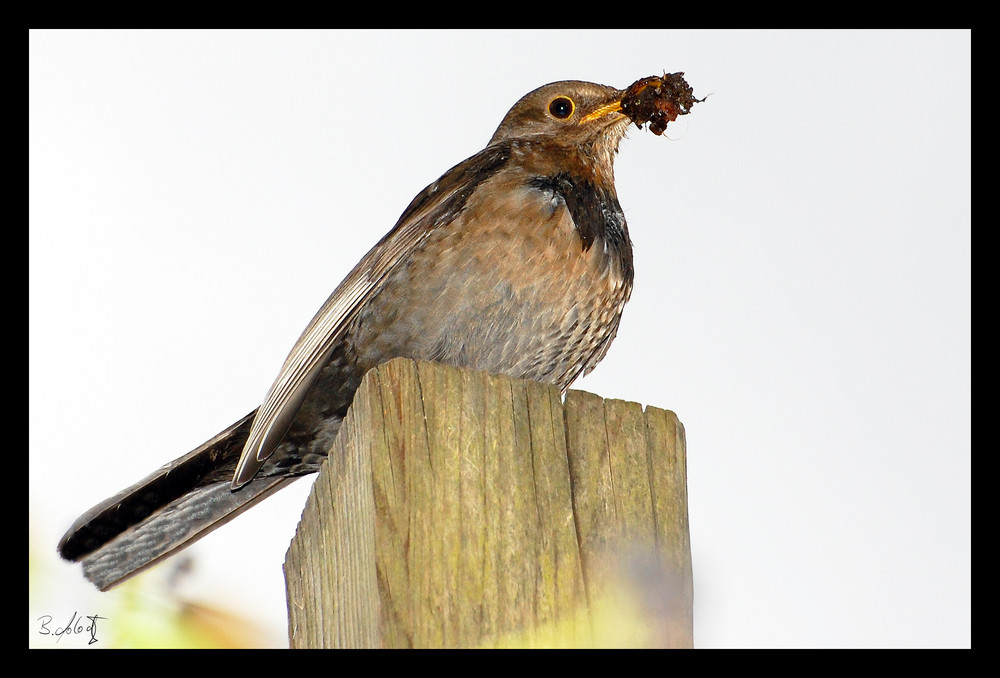 Vogel beim Nestbau