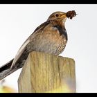 Vogel beim Nestbau