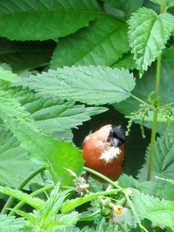 Vogel beim Nestbau