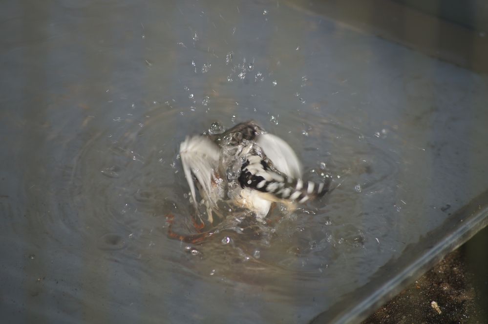 Vogel beim planschen im Wasser von Hauke.s 