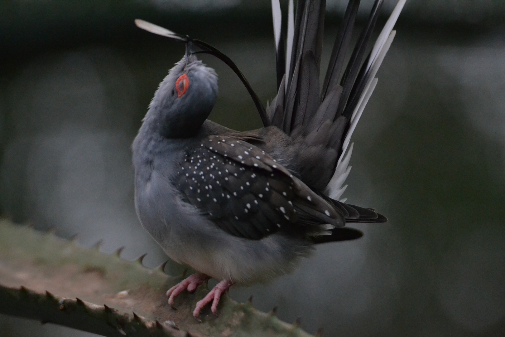 Vogel beim Putzen