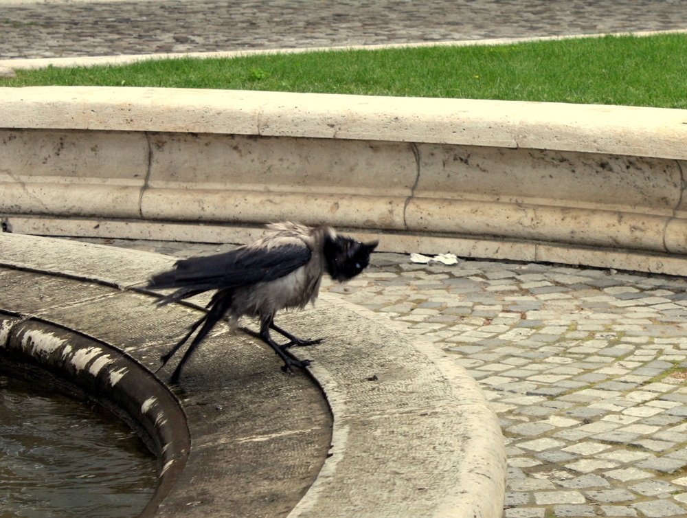 Vogel beim Selbstmord in Budapest