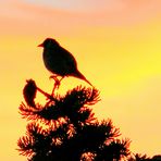 Vogel beim Sonnenaufgang