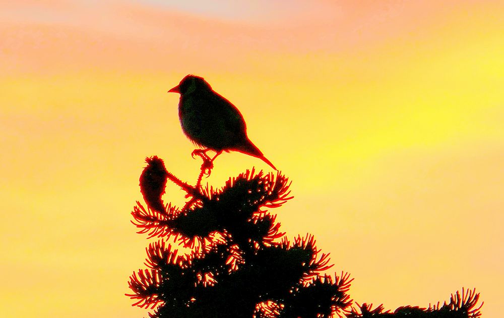 Vogel beim Sonnenaufgang