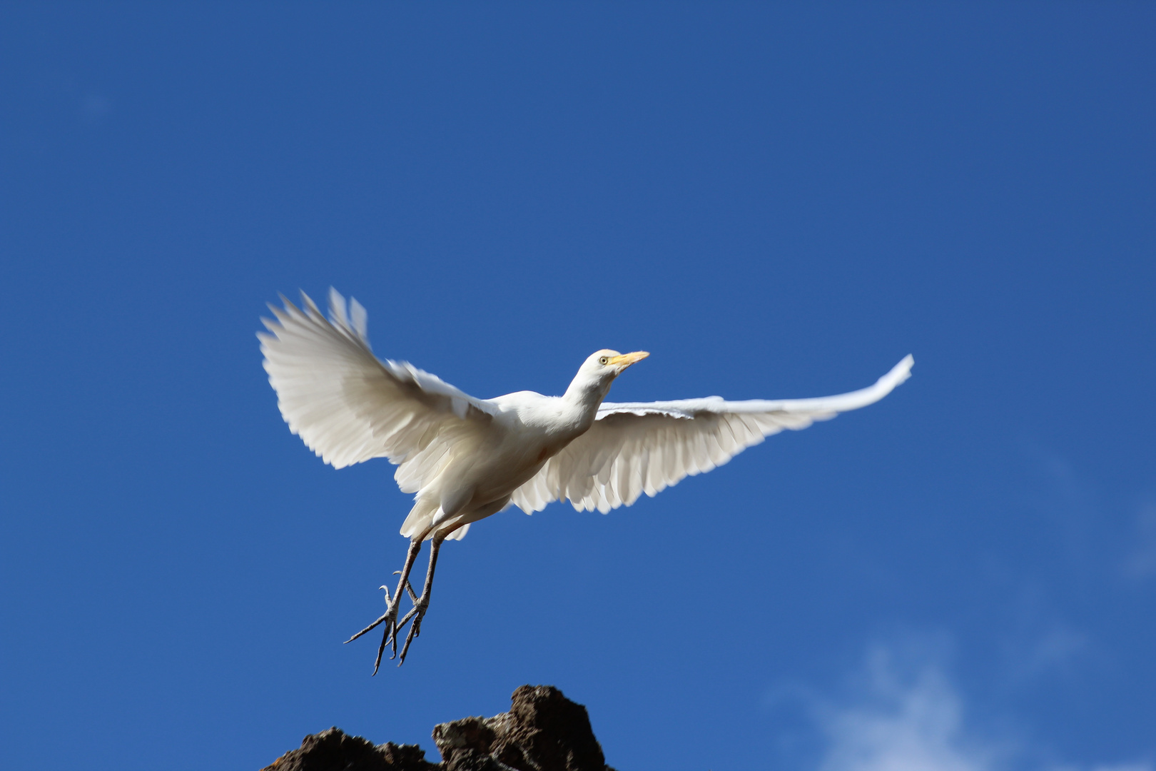 Vogel beim Start