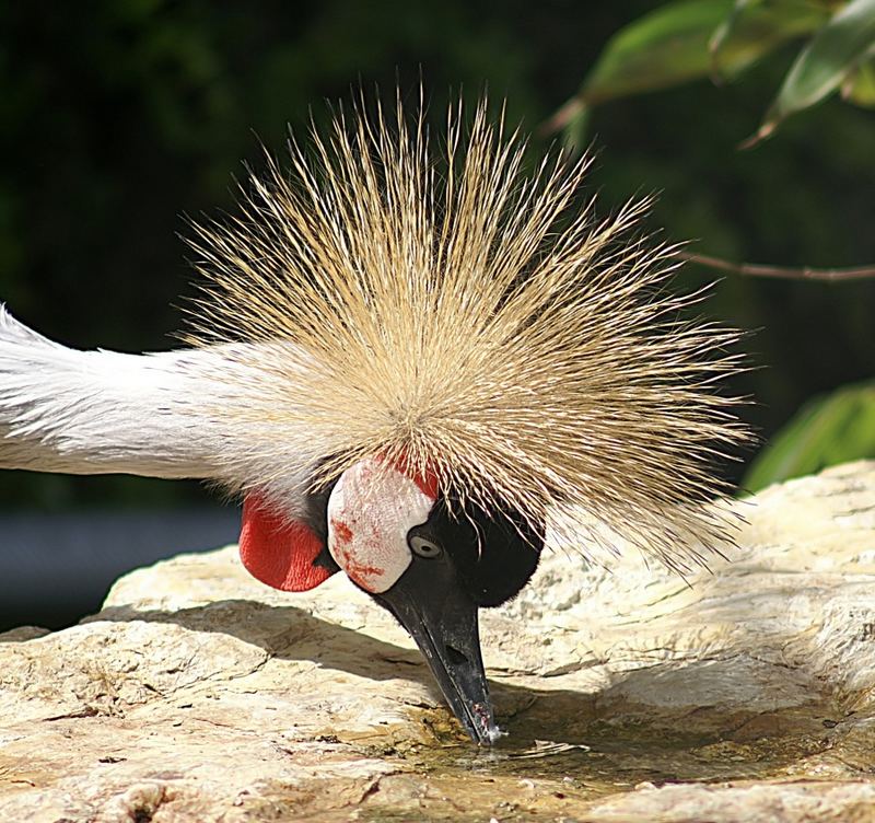 Vogel beim Trinken