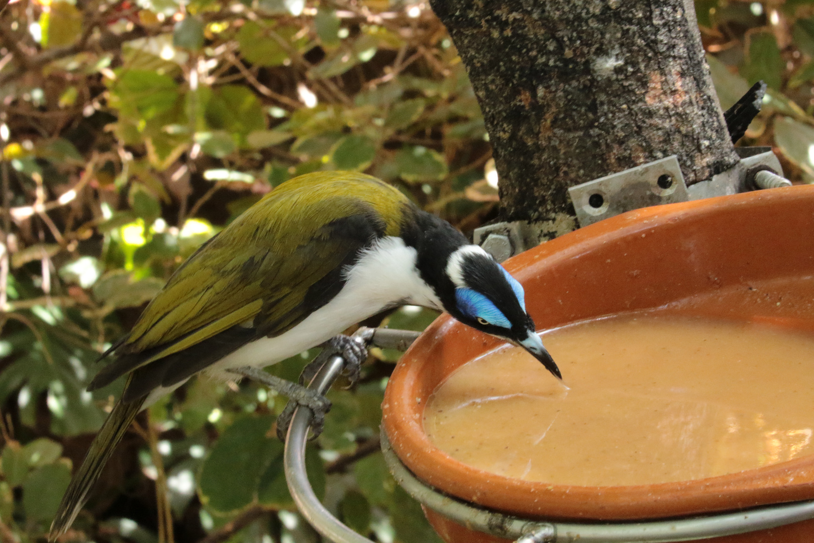 Vogel beim Trinken