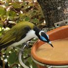 Vogel beim Trinken