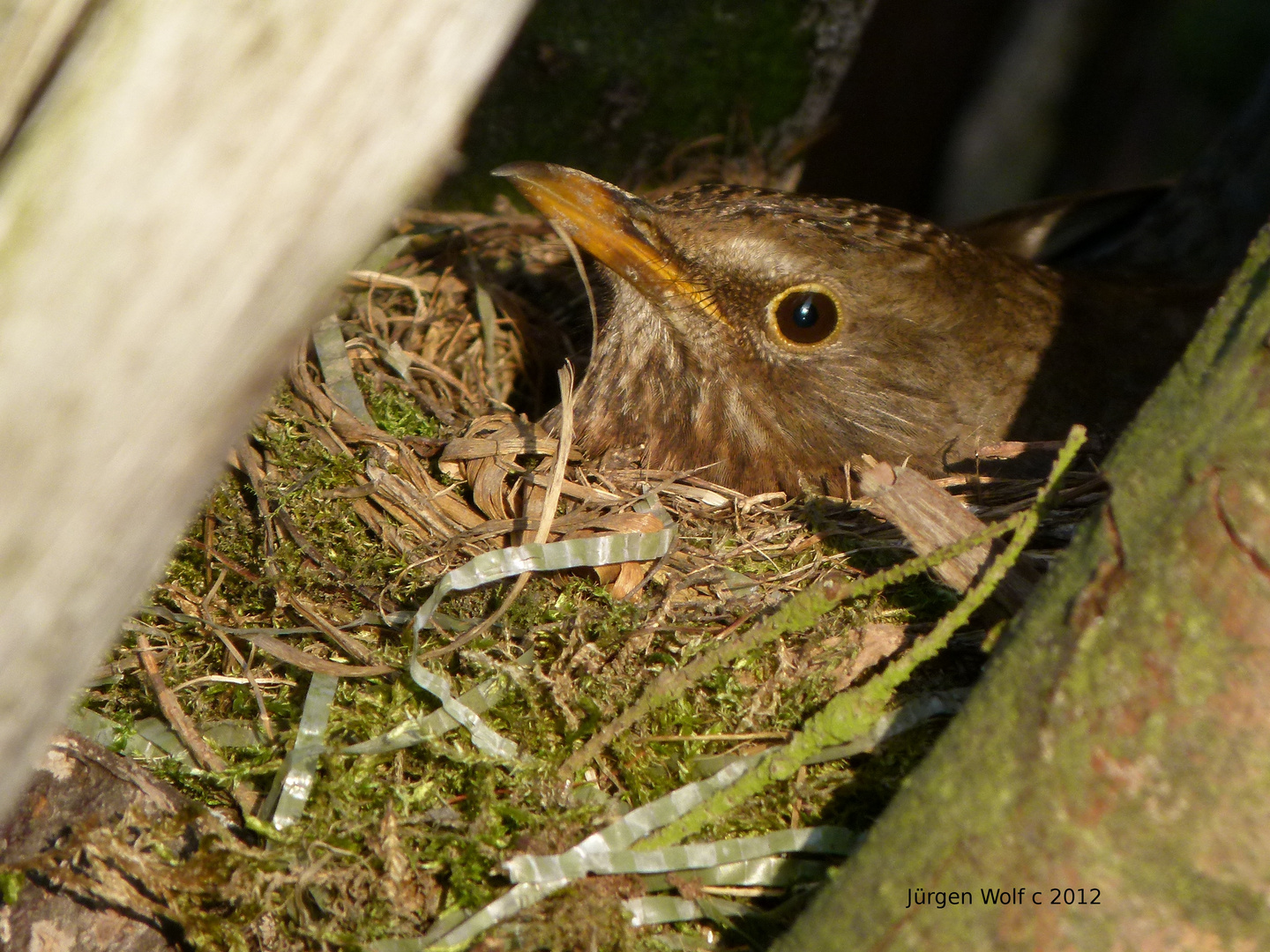 Vogel brütet im Nest