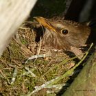 Vogel brütet im Nest