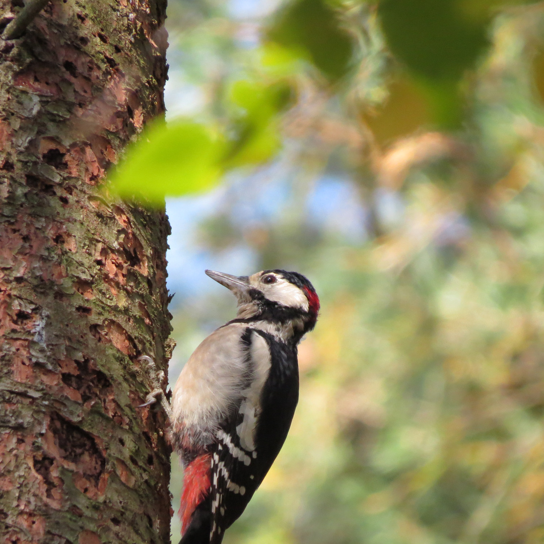 Vogel Buntspecht