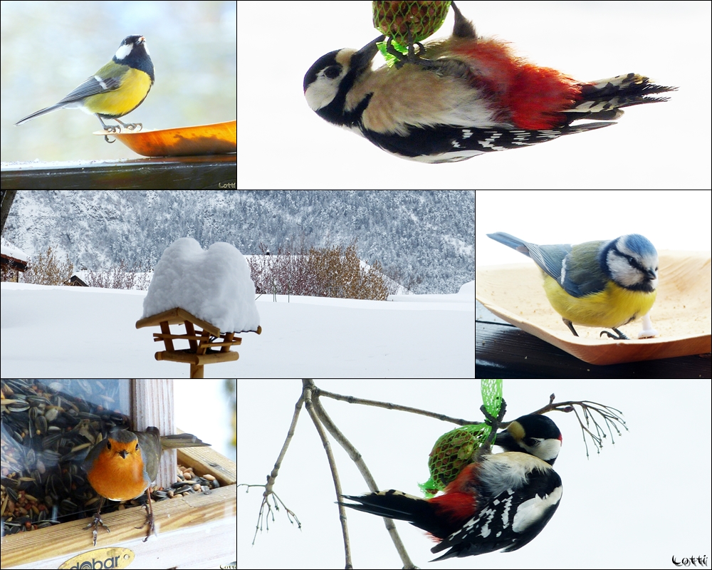 Vogel Collage vom 14.Feb.2016