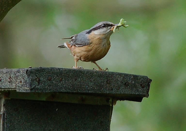 Vogel de Jahres + Hunger