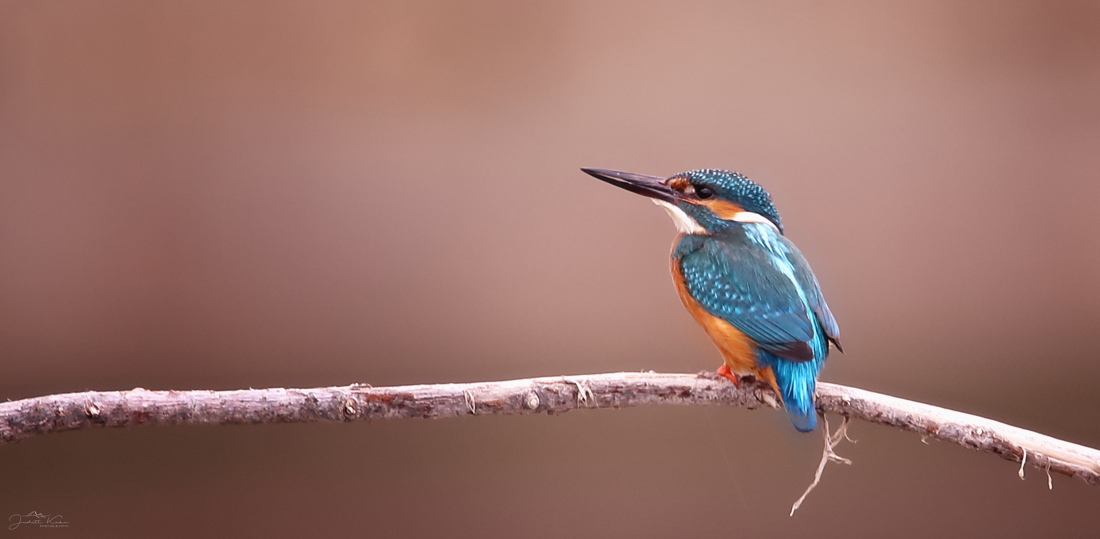 Vogel der Begierde