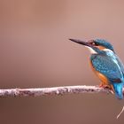 Vogel der Begierde