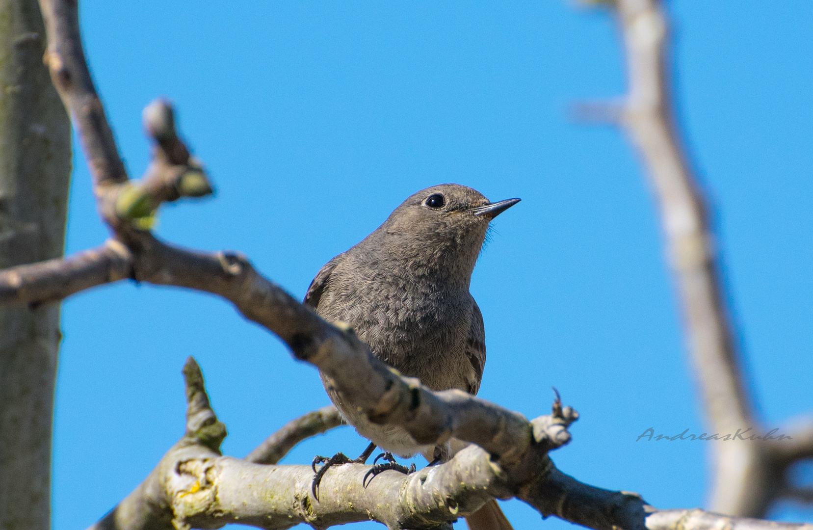 Vogel der bei mir auf dem Nussbaum sitzt.