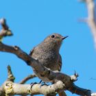 Vogel der bei mir auf dem Nussbaum sitzt.