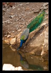 Vogel der Maharadjas