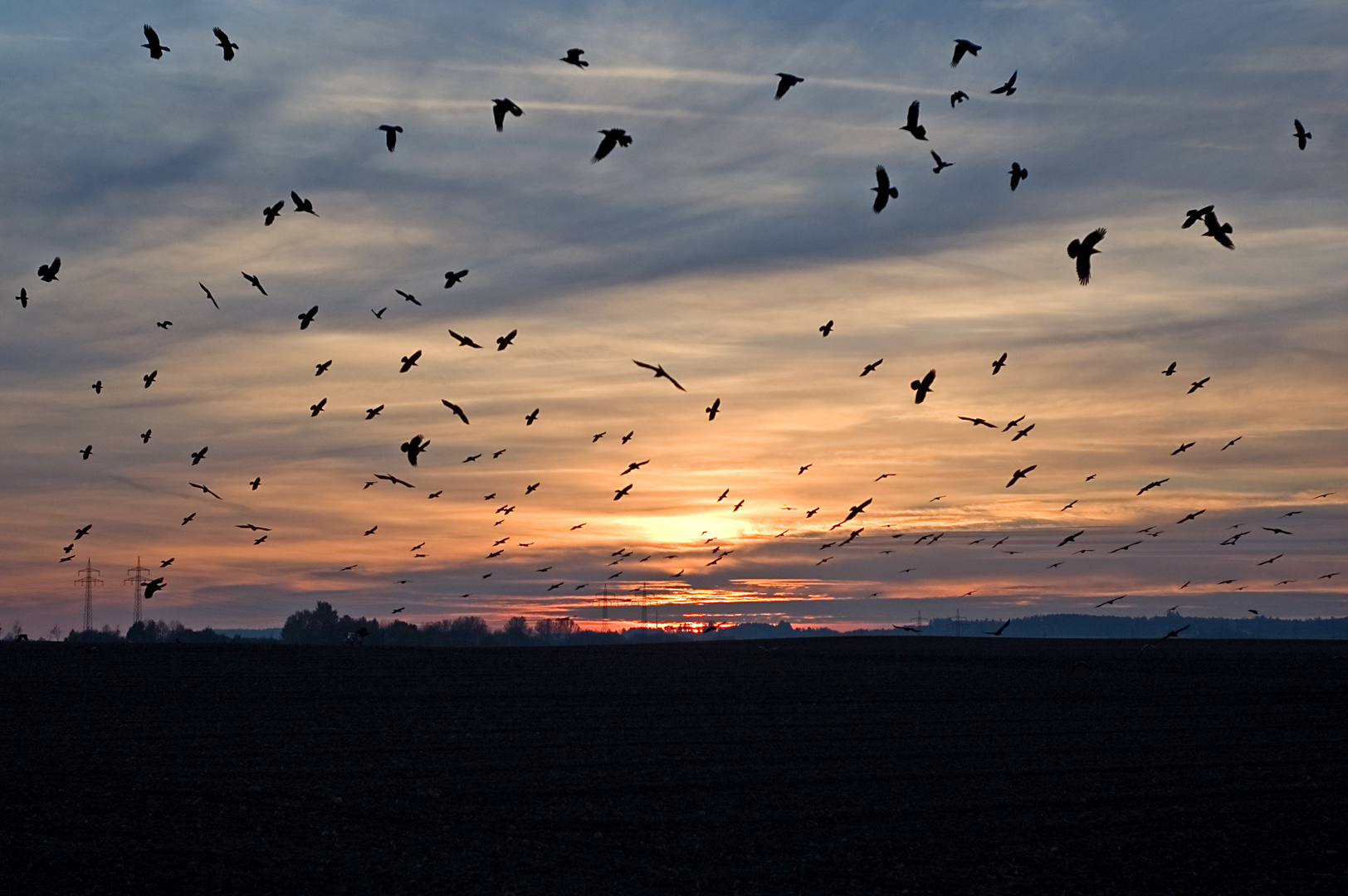 Vogel der Nacht....