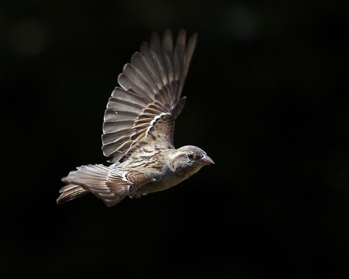 Vogel der Nacht