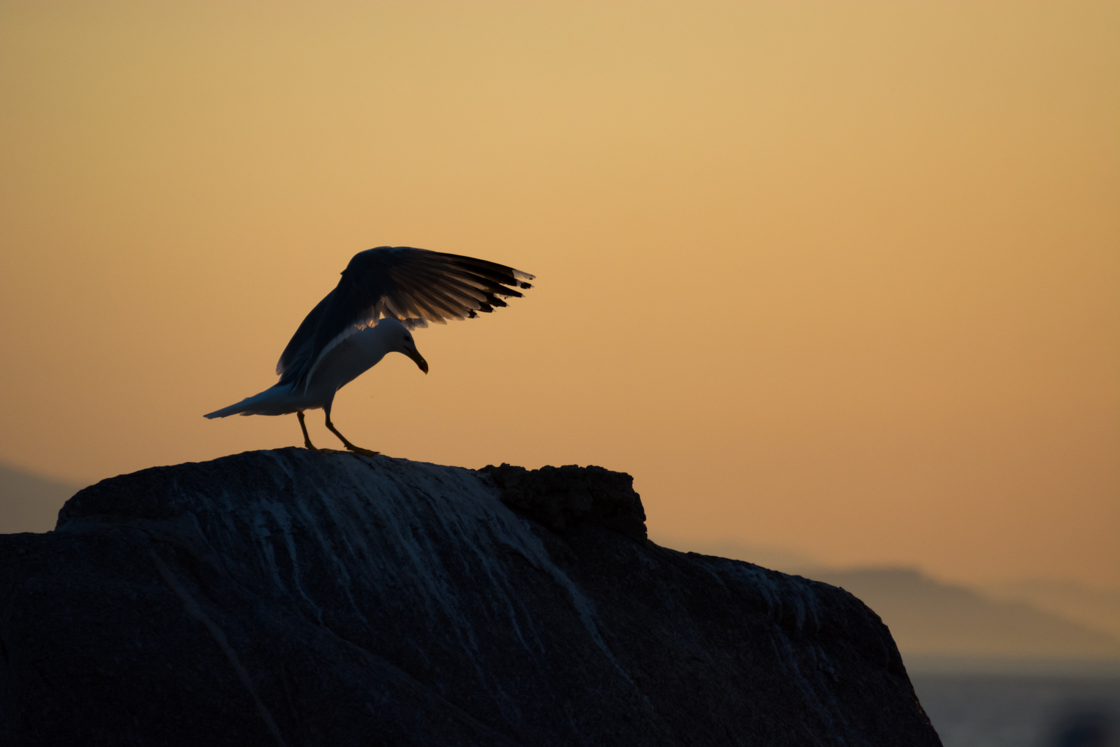 Vogel der Nacht