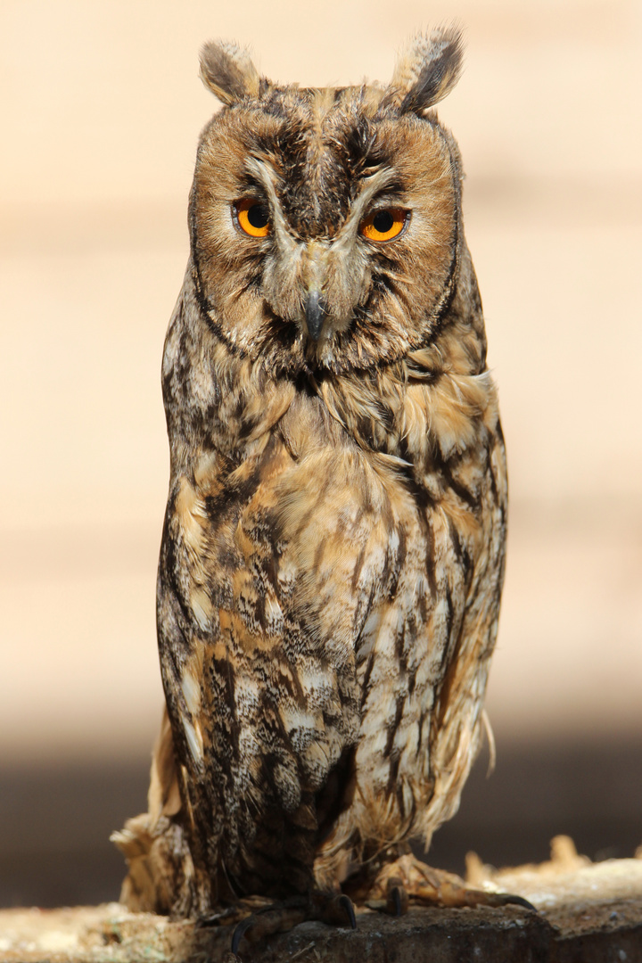 Vogel der Nacht, die Waldohreule