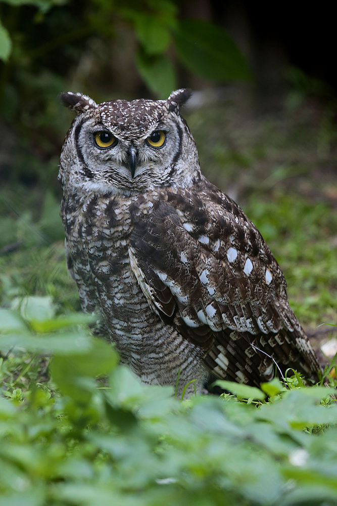 vogel der nacht, flieg...