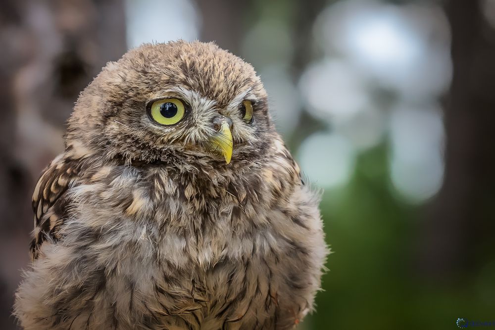 Vogel der Weisheit