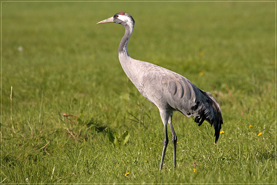 Vogel des Glücks 2