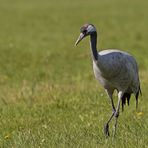 Vogel des Glücks