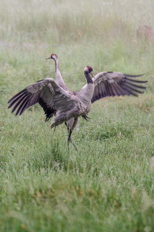 Vogel des Glücks