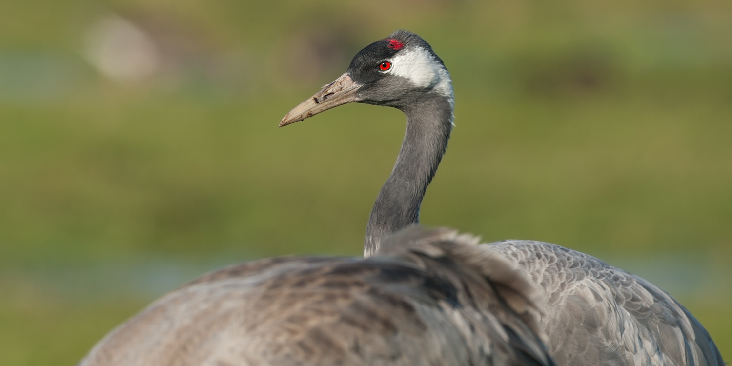 vogel des glücks