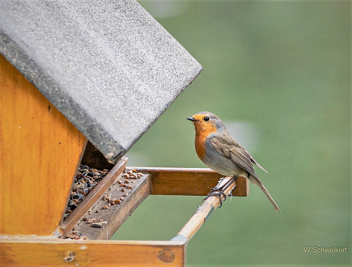 Vogel des Jahres 