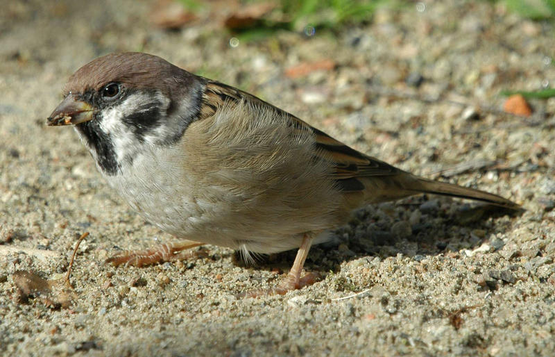 Vogel des Jahres 2002