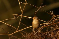 Vogel des Jahres 2004....