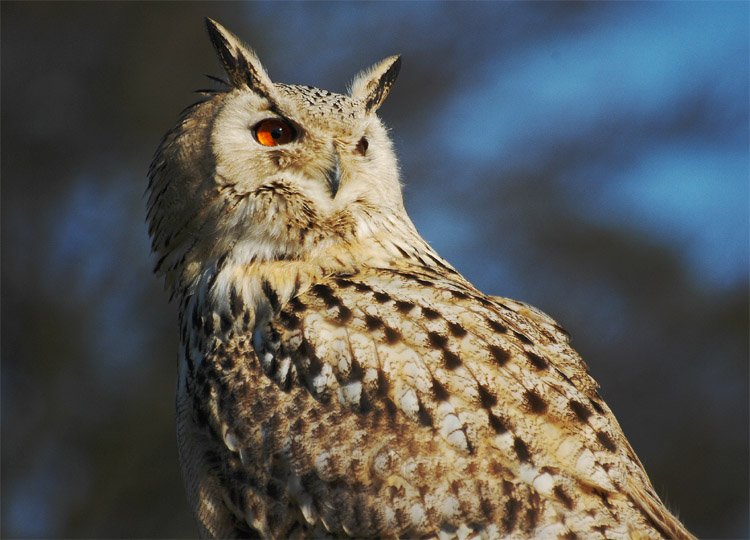 Vogel des Jahres 2005