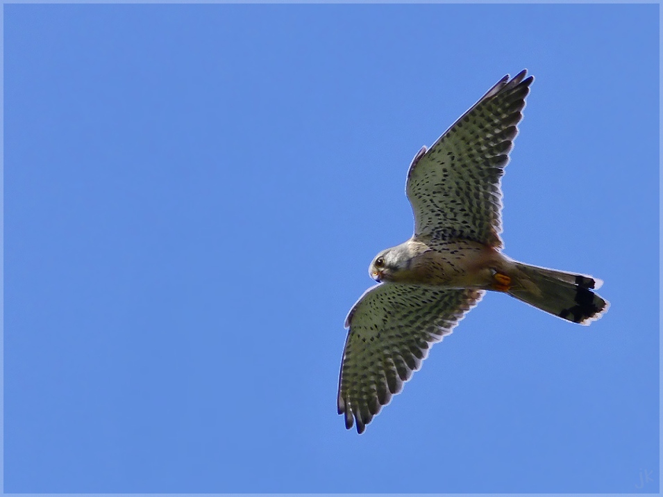 vogel des jahres 2007